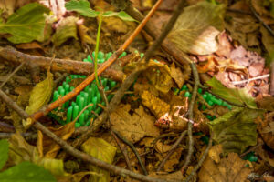 Скрити под опадалите листа и клони елементи от настилката