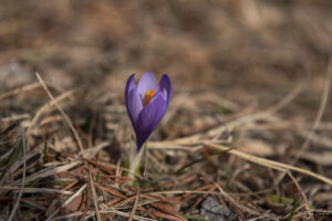 Летовище и ски писта Бяла черква