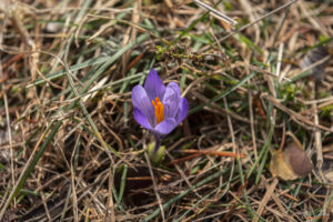 Изоставеното летовище и ски писта Бяла черква - минзухар
