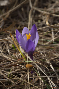 Цъфнали минзухари на изоставената ски писта Бяла черква