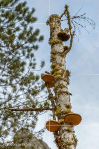 По пътя за ждрелото на река Ерма