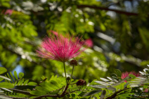 Семена за Албиция (Персийско копринено дърво)