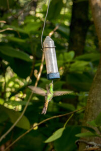 Колибри Helena hummingbird, Куба