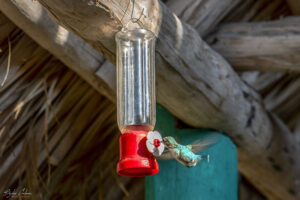 Къщата на колибритата - "Casa de los Colibr&iacute;s", Куба