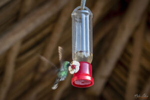 Къщата на колибритата - "Casa de los Colibr&iacute;s", Куба