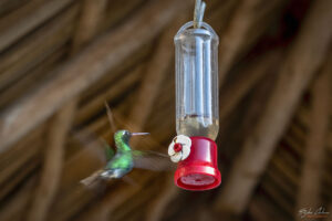 Къщата на колибритата, Куба