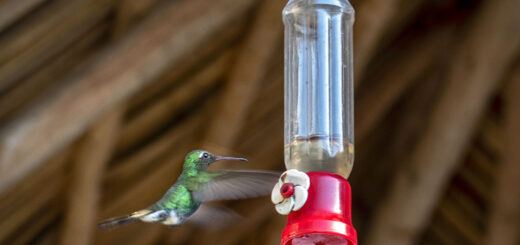 Къщата на колибритата, Куба