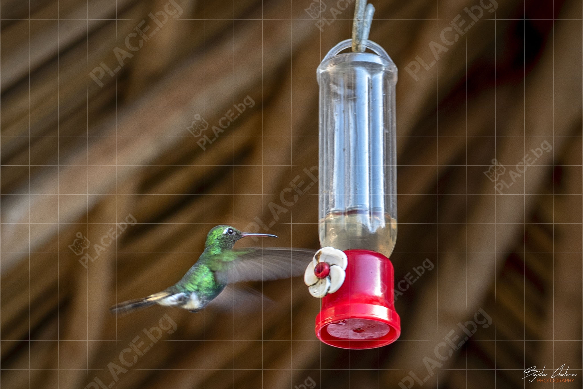 Къщата на колибритата, Куба