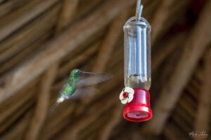 Къщата на колибритата, Куба