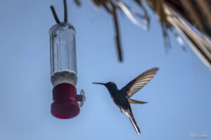 Къщата на колибритата - "Casa de los Colibr&iacute;s", Куба