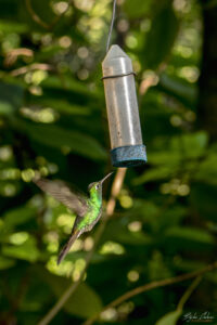 Колибри Helena hummingbird, Куба