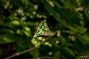 Колибри Helena hummingbird, Куба