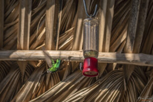 Casa de los Colibr&iacute;s, Куба