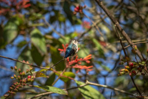 Helena_hummingbird, Куба