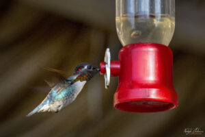 Къщата на колибритата &ndash; &bdquo;Casa de los Colibr&iacute;s&ldquo;