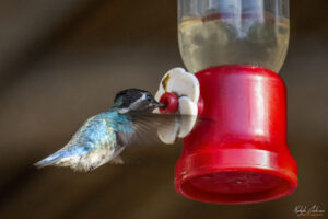 Къщата на колибритата, Куба