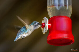 Къщата на колибритата, Куба