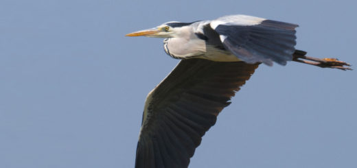 Сива чапла в полет над езерото Керкини