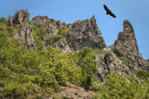 Белоглав лешояд над Кован кая