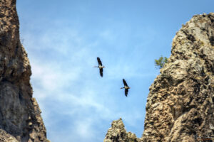 Черни щъркели, Кован кая, Маджарово