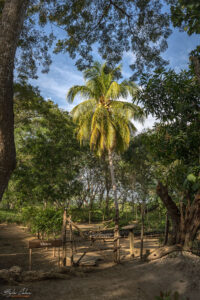 Кокосова палма