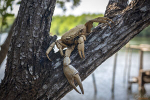 Рак поставен на дървото за декорация