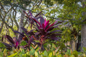 Храстовидно кордилине (Cordyline fruticosa)