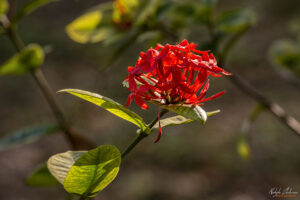 Неизвестно за нас, но много красиво цвете в резервата Guanaroca
