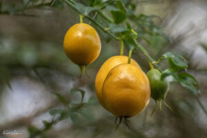 Гамбож (Gamboge) - произвежда жълта до оранжева смола използвана като боя и/или пигмент