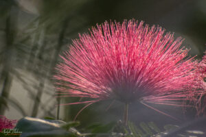 Цветът на Помпонено дърво (Calliandra haematocephala)
