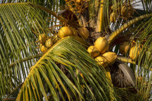 Кокосови орехи