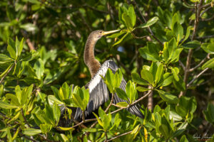Змийска птица (Анхинга, Anhinga)