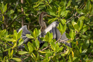 Змийска птица (Анхинга, Anhinga)