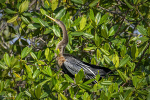 Змийска птица (Анхинга, Anhinga)
