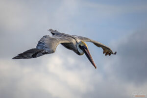 Пеликан в полет