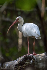 Бял Ибис
