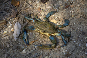 Атлантически син рак (Callinectes sapidus)