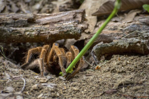 Кубинска Тарантула