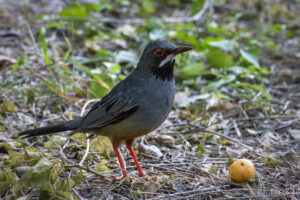 Червенокрак Труш (Red-legged_Thrush)