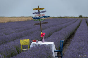 Артистичната декорация в Lavender World