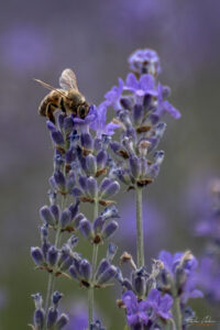 Lavender World (Лавандулов свят)