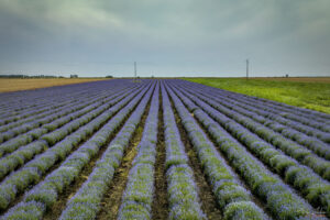 Лавандуловото поле на Lavender World
