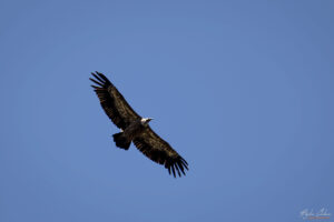 Белоглав лешояд