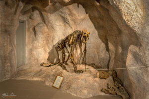 Възстановен в реални размери скелет на Пещерна мечка