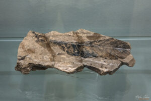 Фосил в Музея на Родопския карст в Чепеларе