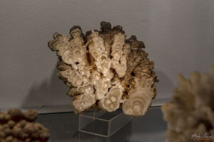 Секция Петрография в Музея на Родопския карст