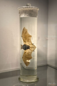 Секция Биоспелеология - Мустакат нощник