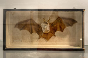 Секция Биоспелеология - дългоух прилеп