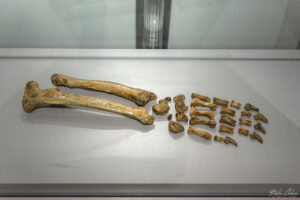 Секция Пещерна палеонтология - лапа на пещерна мечка