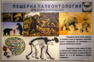 Секция Пещерна палеонтология в Музея на Родопския карст